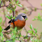Grey-headed Bullfinch (image by Hannu Jännes)