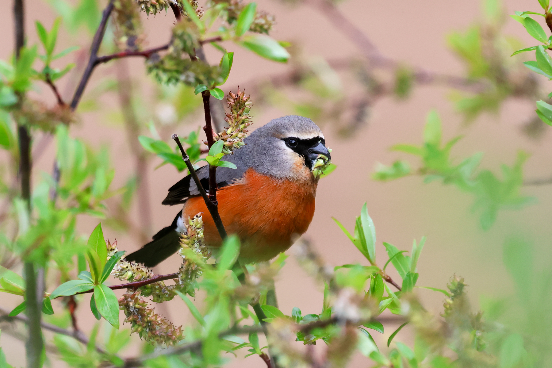 Grey-headed Bullfinch (image by Hannu Jännes)