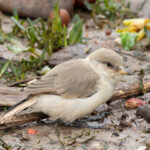 Ground Tit (image by Hannu Jännes)