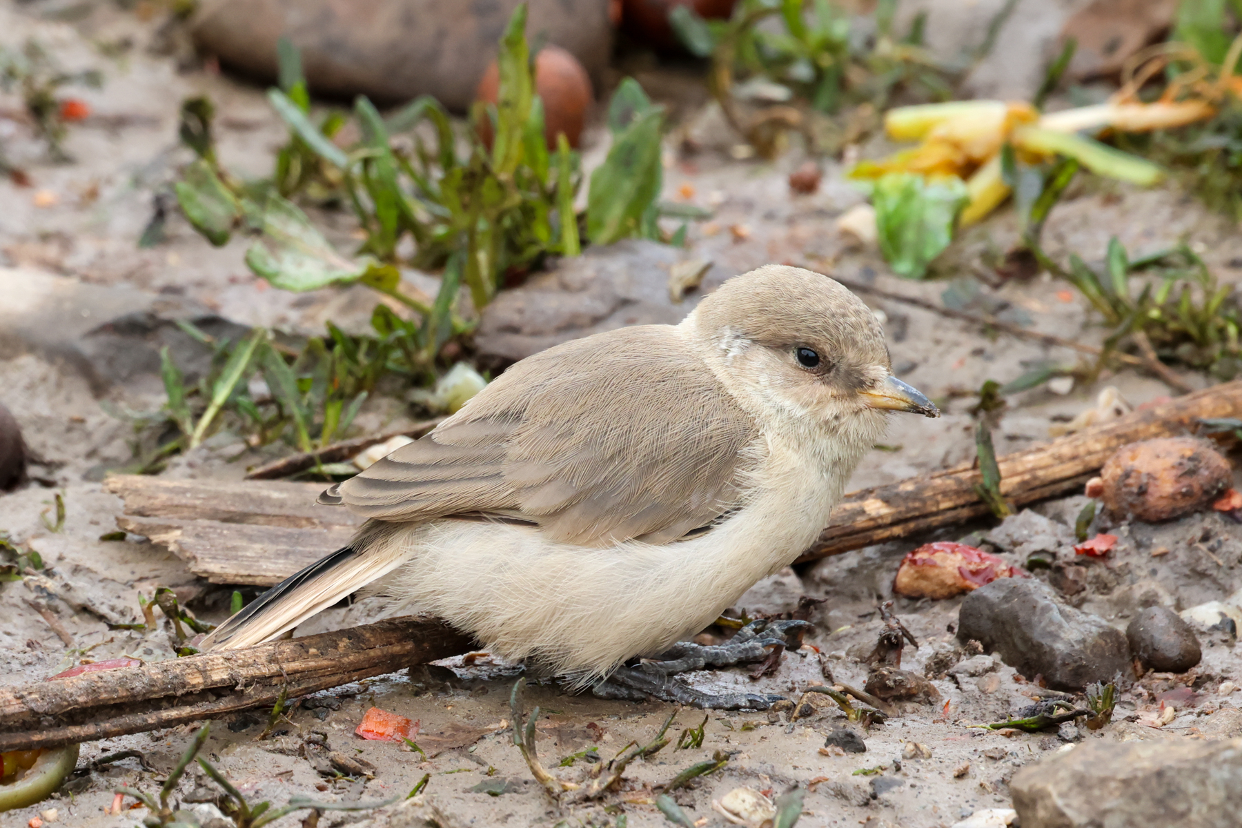 Ground Tit (image by Hannu Jännes)