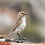 Ground Tit (image by Hannu Jännes)