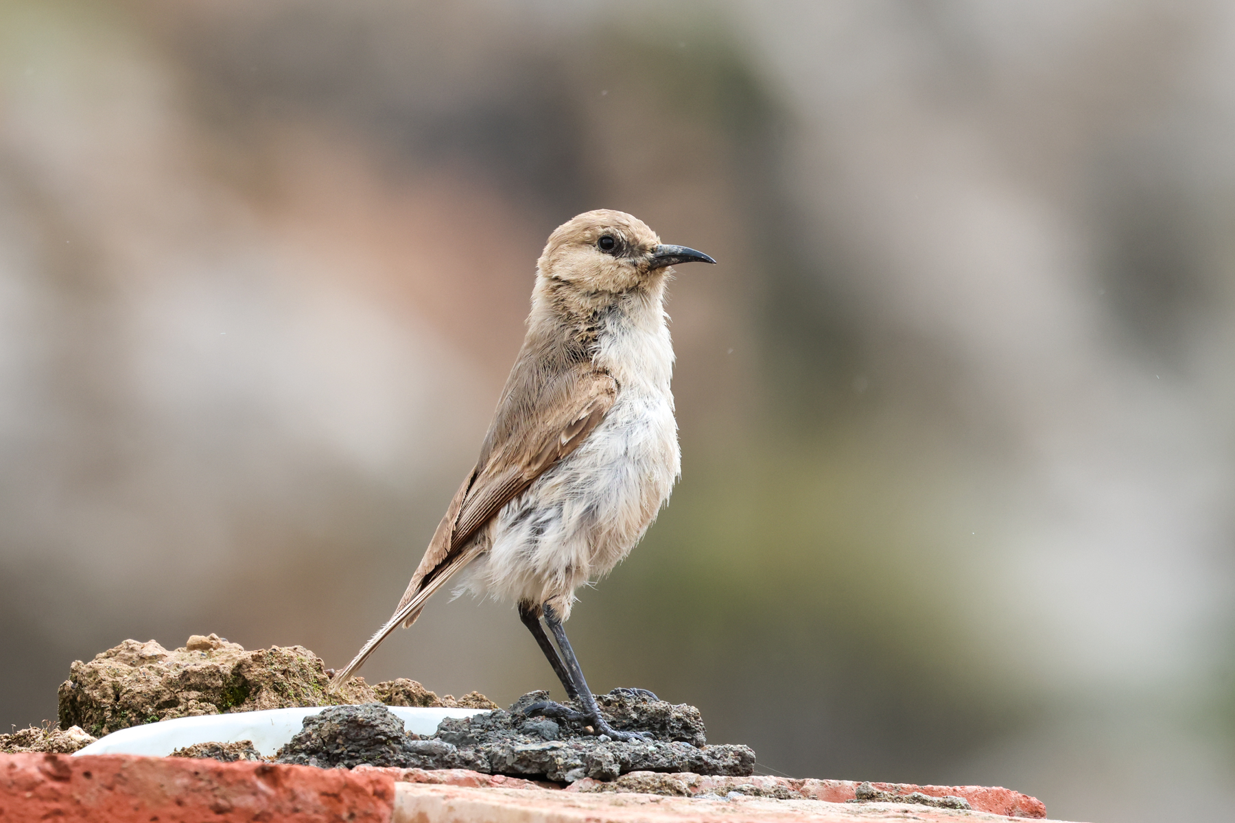 Ground Tit (image by Hannu Jännes)