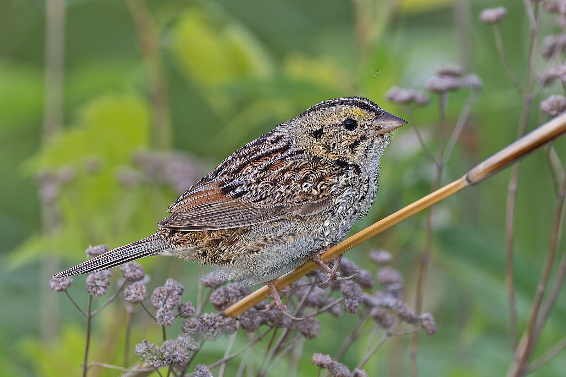 Henslow's Sparrow (image by Pete Morris)