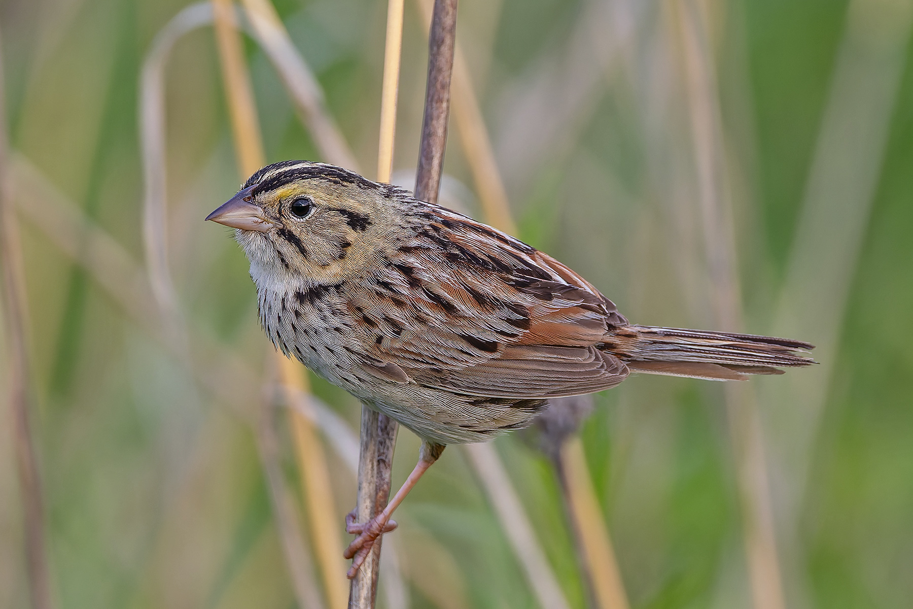 Henslow's Sparrow (image by Pete Morris)