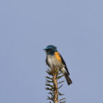 Himalayan Bluetail (image by Hannu Jännes)