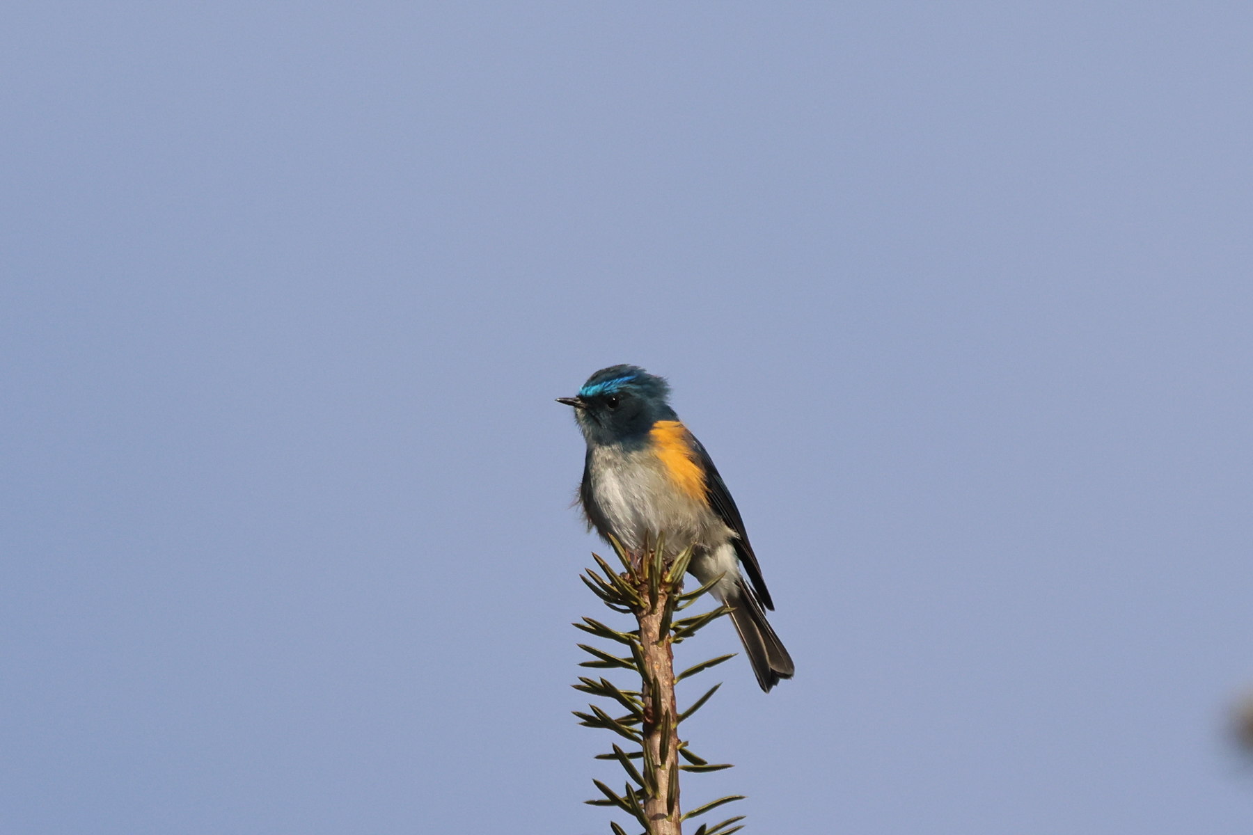 Himalayan Bluetail (image by Hannu Jännes)