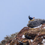 Himalayan Monal (image by Hannu Jännes)