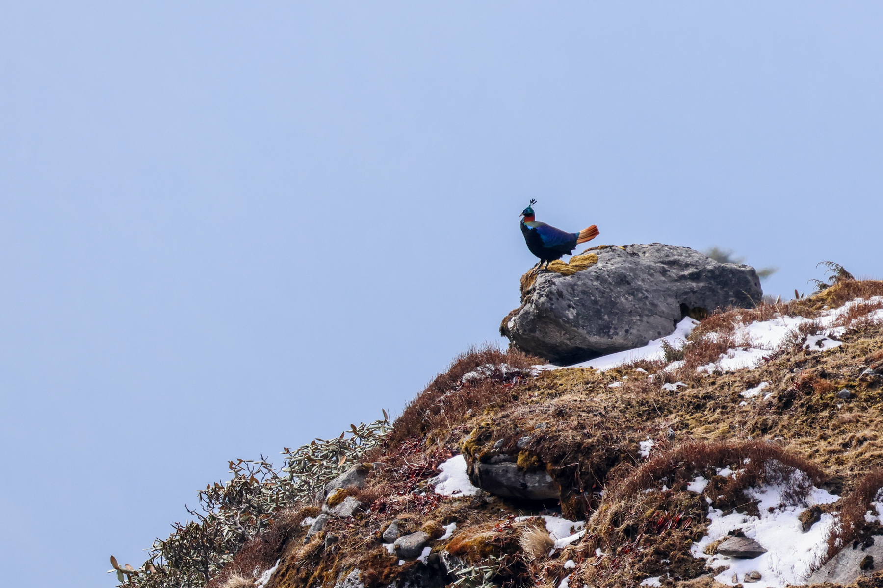 Himalayan Monal (image by Hannu Jännes)