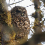 Himalayan Owl (image by Hannu Jännes)