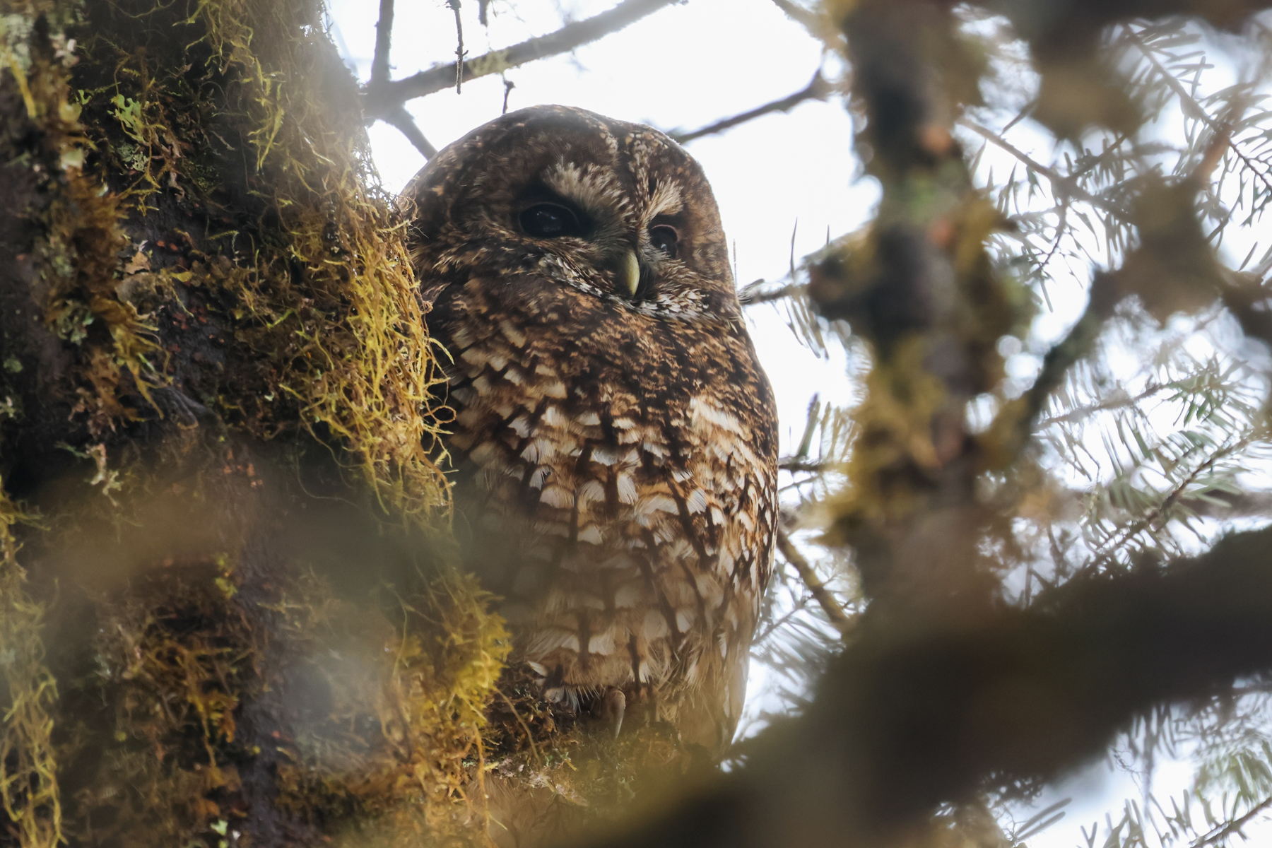 Himalayan Owl (image by Hannu Jännes)