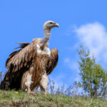 Himalayan Vulture (image by Hannu Jännes)