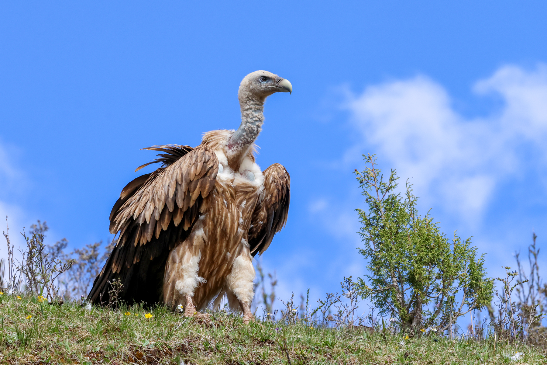 Himalayan Vulture (image by Hannu Jännes)