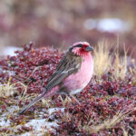 Himalayan White-browed Rosefinch (image by Hannu Jännes)