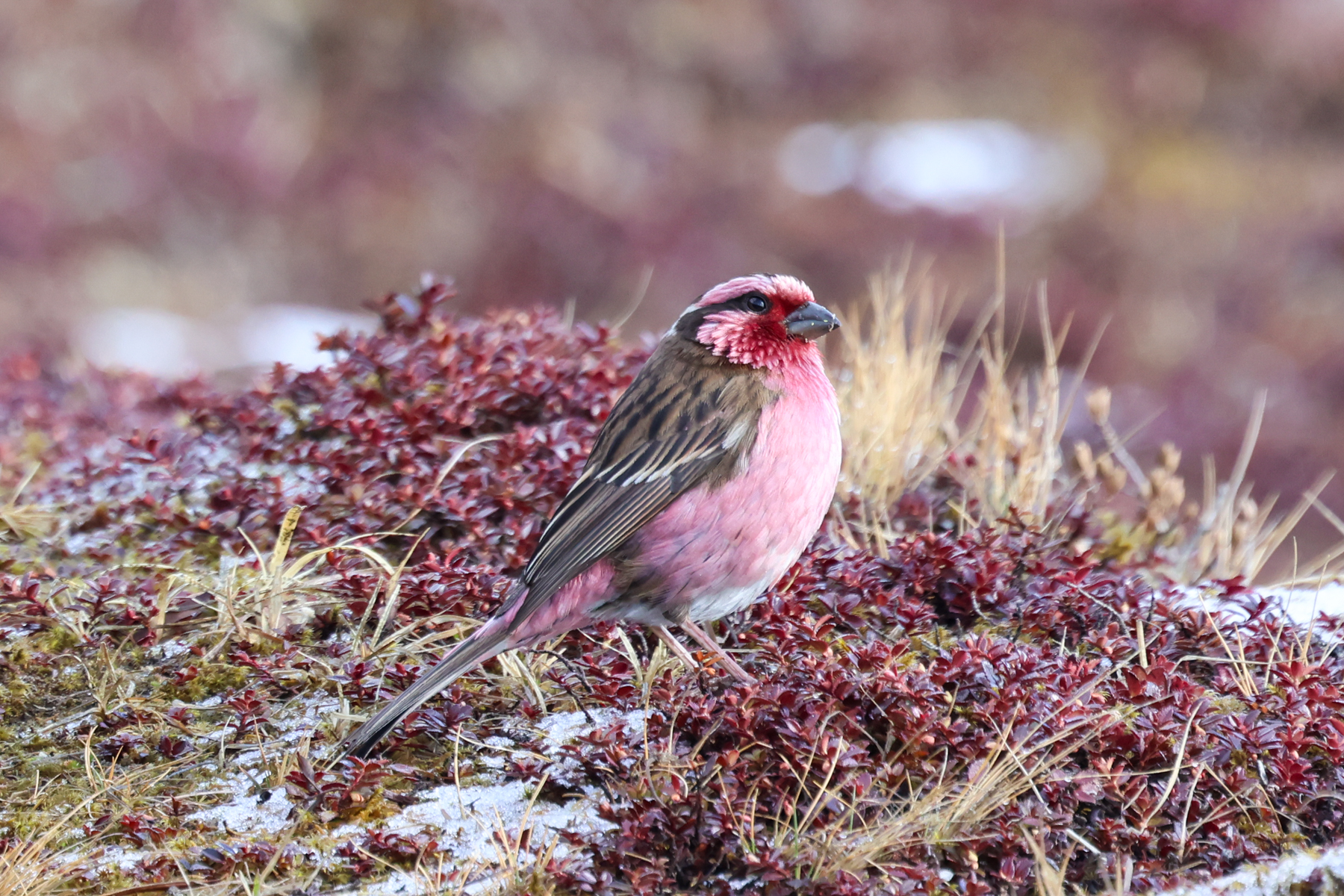 Himalayan White-browed Rosefinch (image by Hannu Jännes)