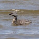 Hoary-headed Grebe (image by Jeffrey Higgott)