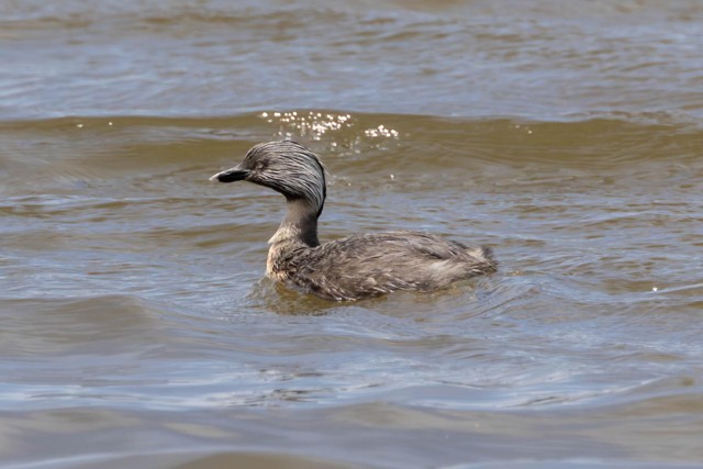 Hoary-headed Grebe (image by Jeffrey Higgott)