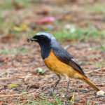 Hodgson's Redstart (image by Hannu Jännes)
