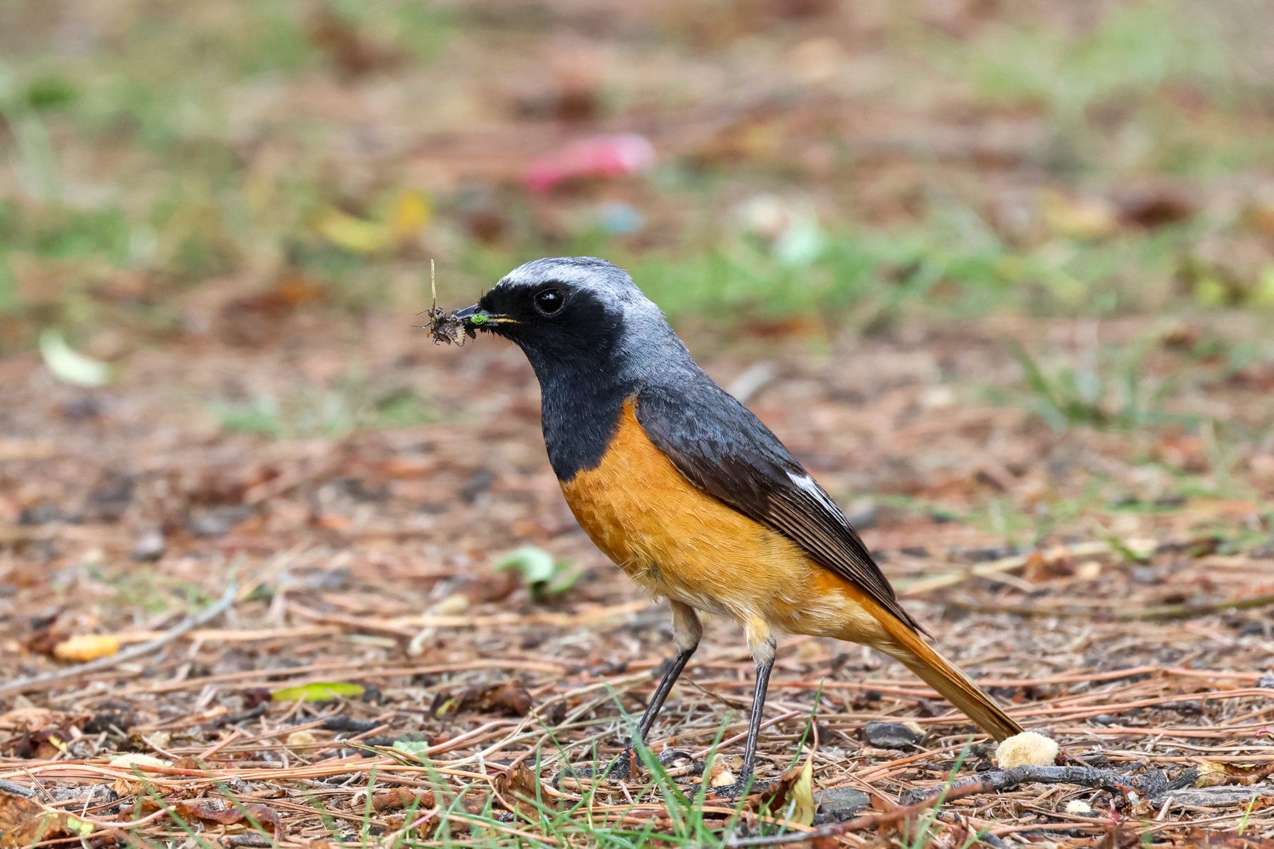 Hodgson's Redstart (image by Hannu Jännes)
