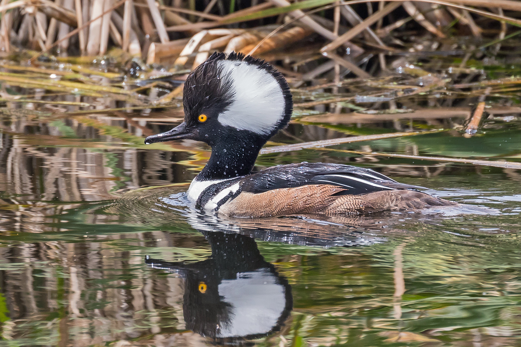 Hooded Merganser (image by Pete Morris)