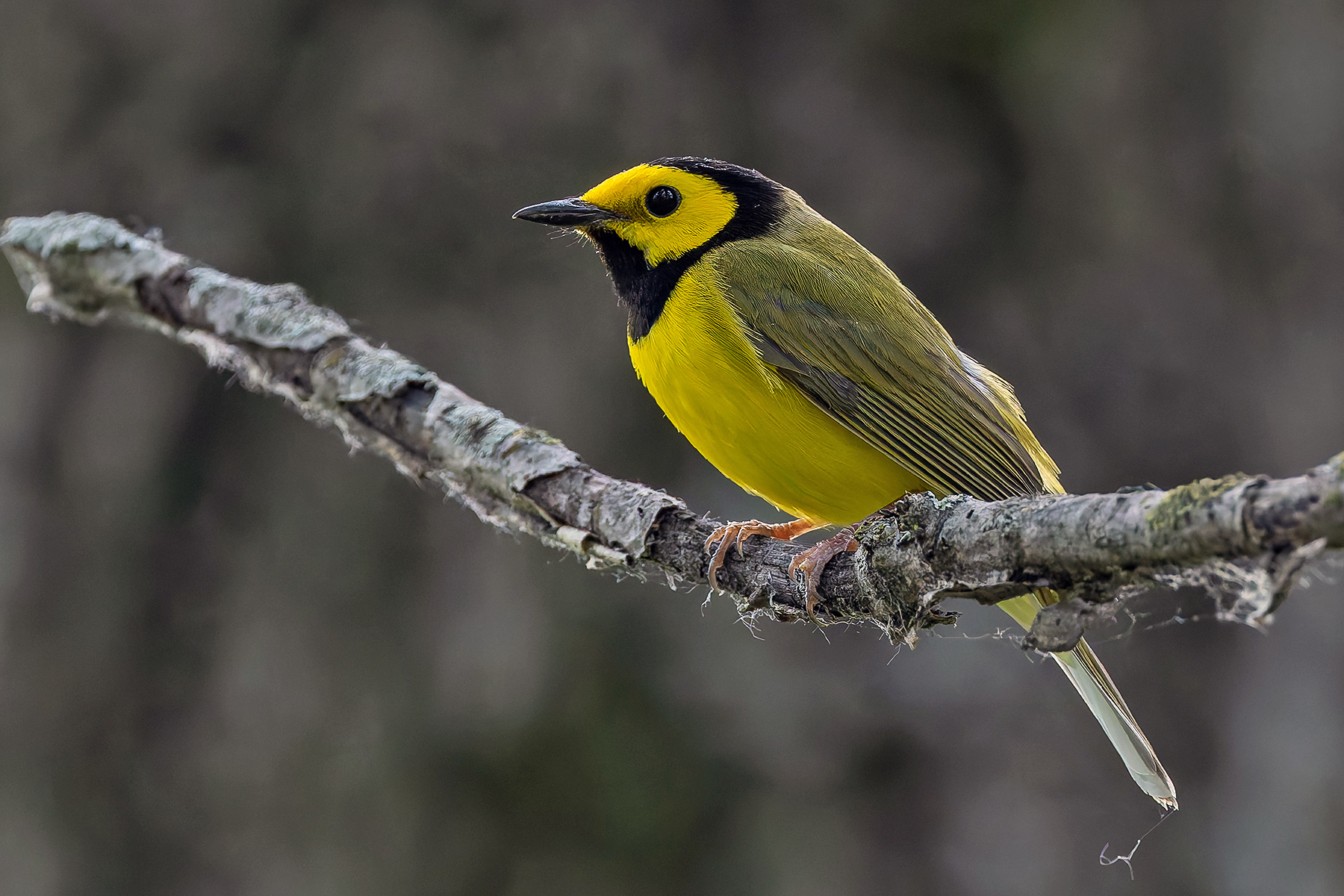 Hooded Warbler (image by Pete Morris)