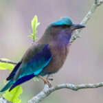 Indochinese Roller (image by Hannu Jännes)