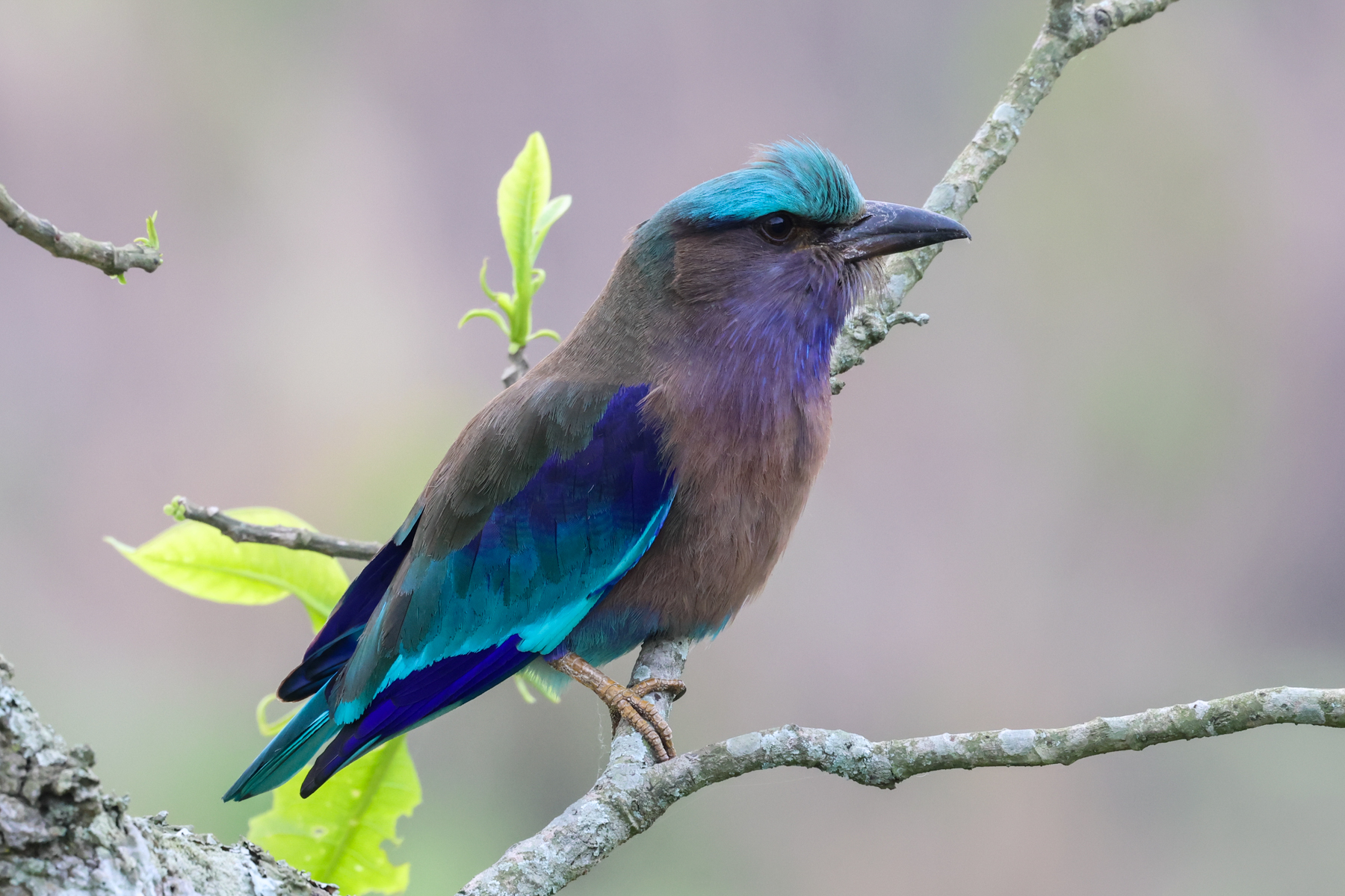 Indochinese Roller (image by Hannu Jännes)