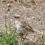 Koslov's Accentor (image by Hannu Jännes)
