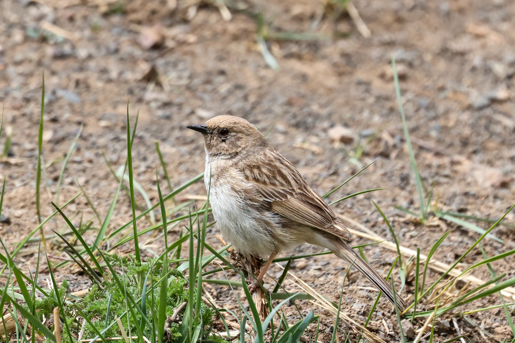 Koslov's Accentor (image by Hannu Jännes)