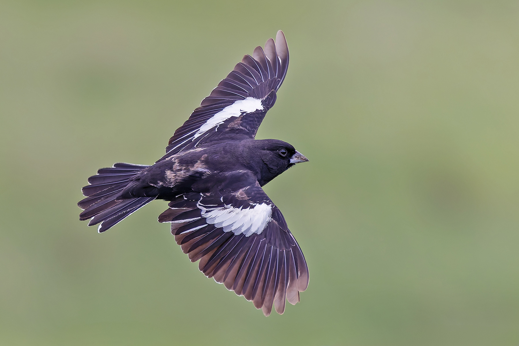 Lark Bunting (image by Pete Morris)