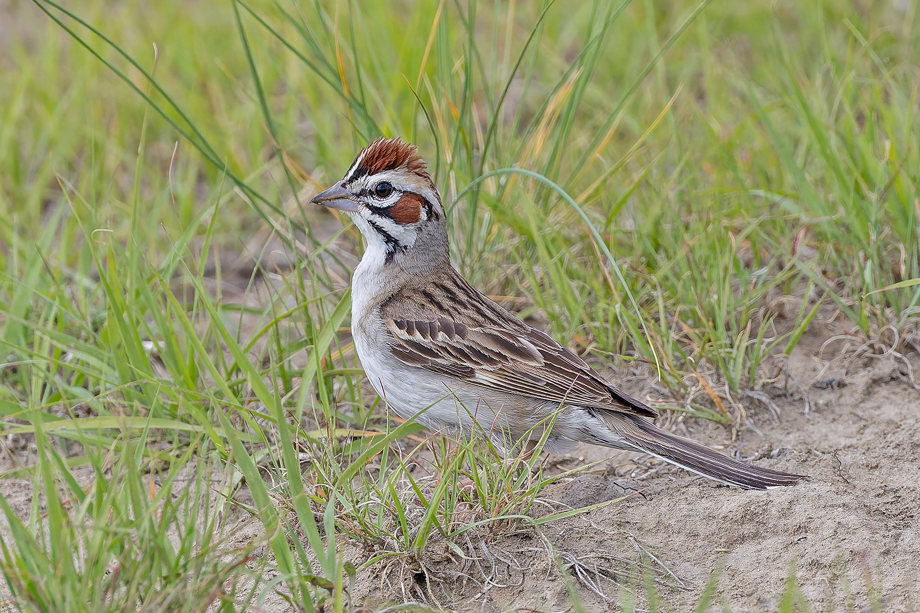 Lark Sparrow (image by Pete Morris)