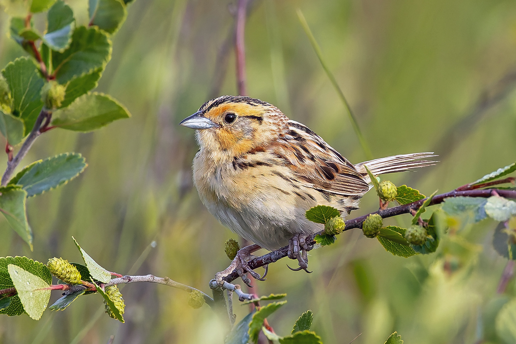 Le Conte's Sparrow (image by Pete Morris)