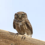 Little Owl (image by Hannu Jännes)