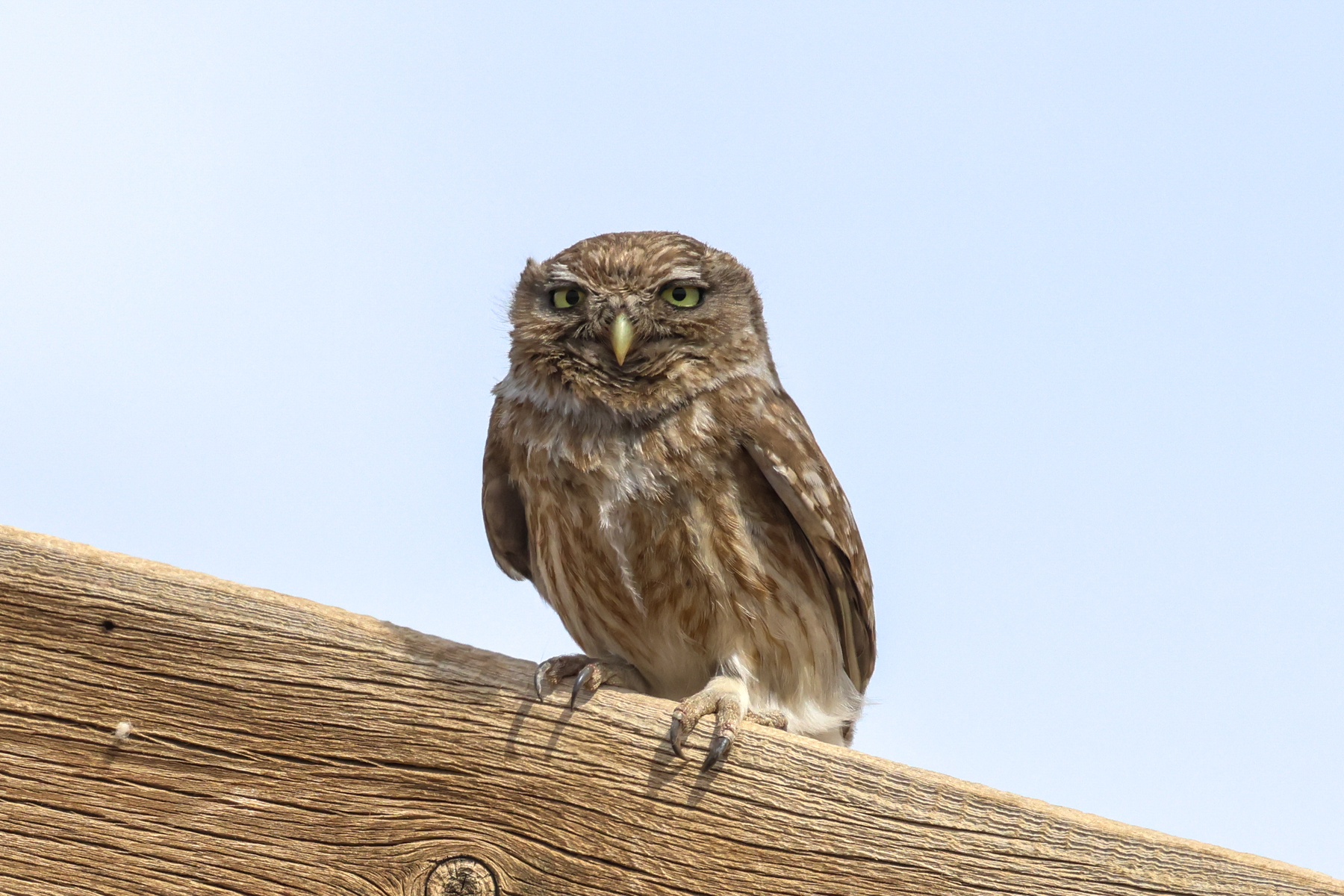 Little Owl (image by Hannu Jännes)