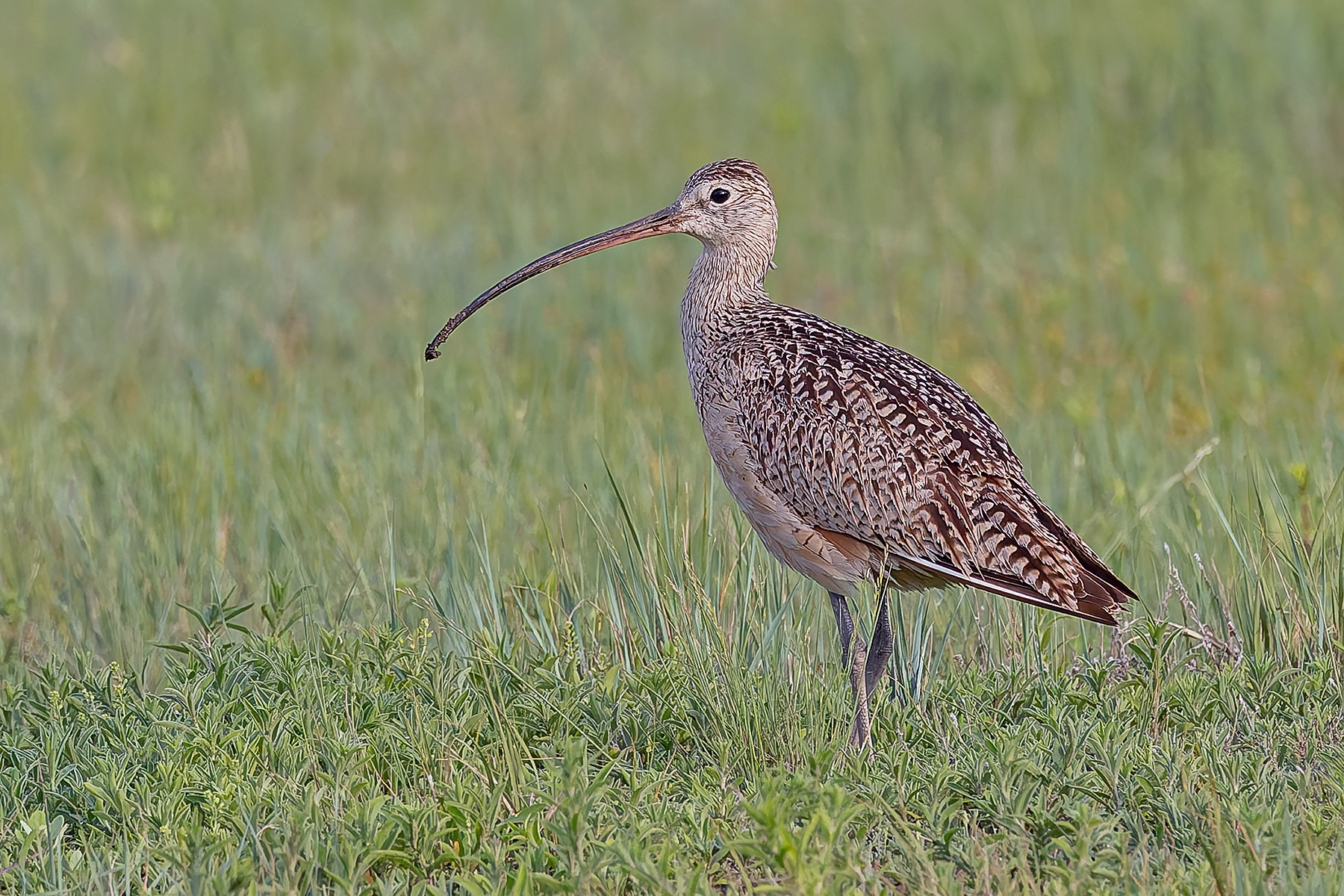 Long-billed Curlew (image by Pete Morris)