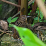 Long-billed Wren-Babbler (image by Hannu Jännes)