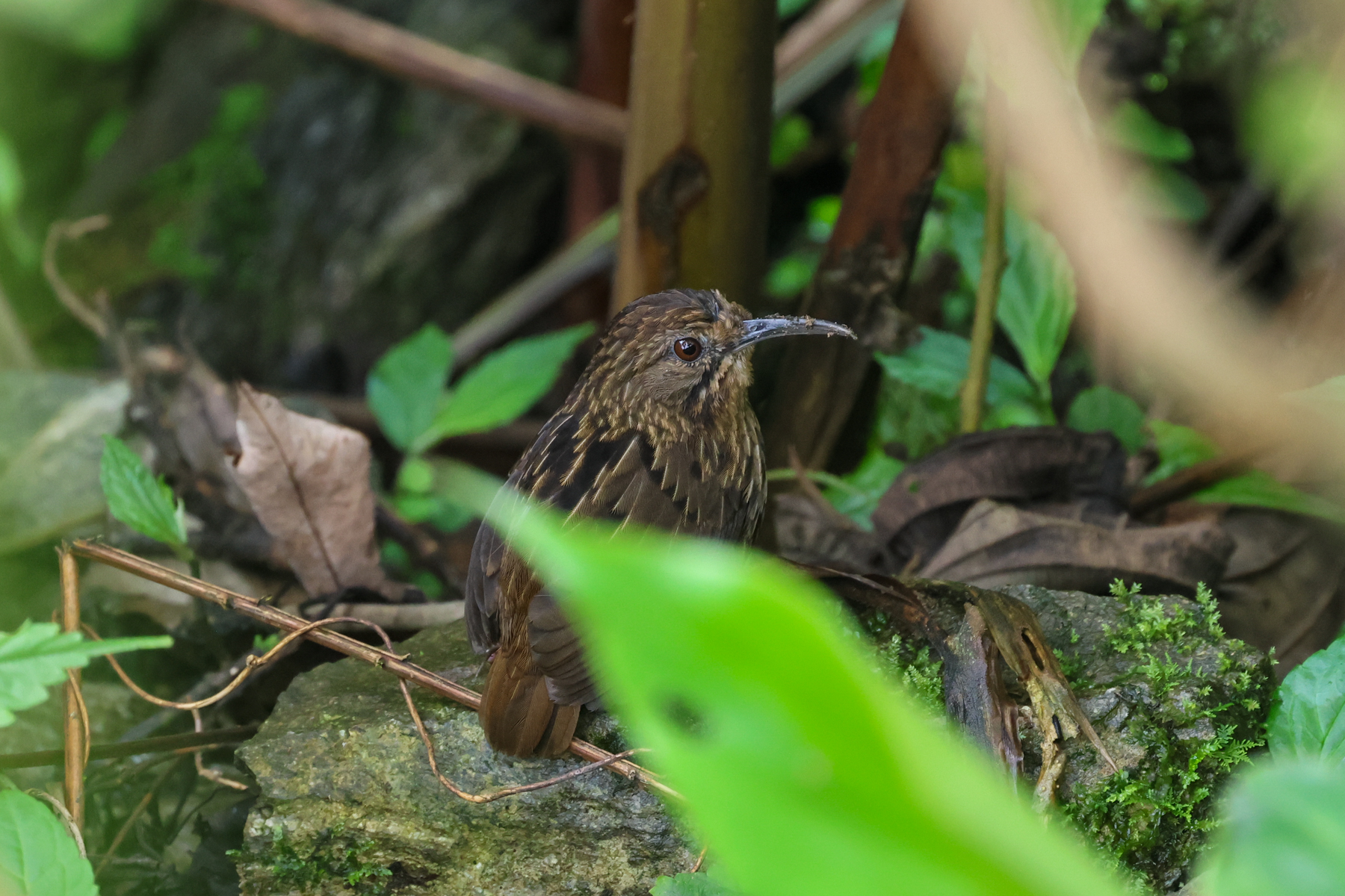 Long-billed Wren-Babbler (image by Hannu Jännes)