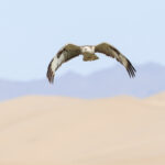 Long-legged Buzzard (image by Hannu Jännes)