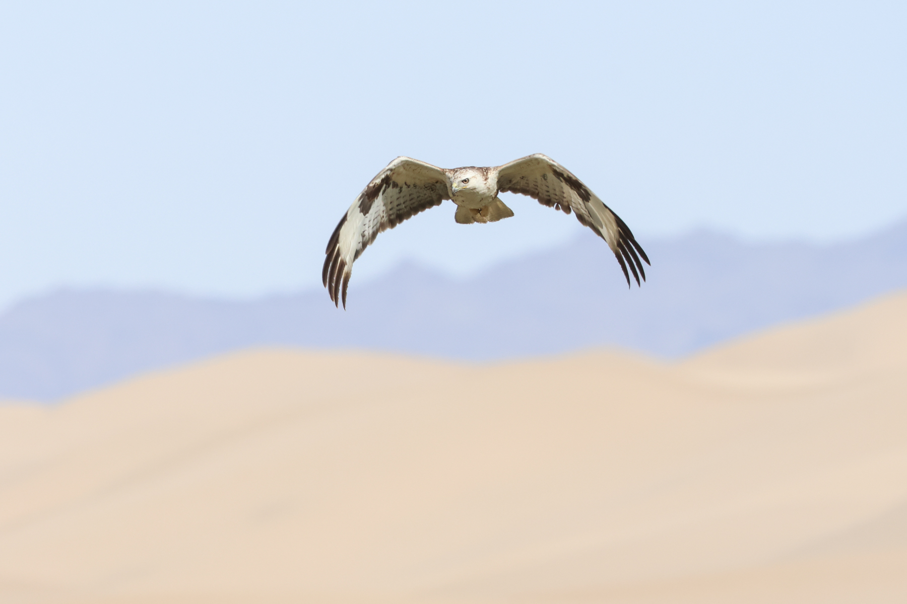 Long-legged Buzzard (image by Hannu Jännes)