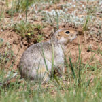 Long-tailed Ground Squirrel (image by Hannu Jännes)