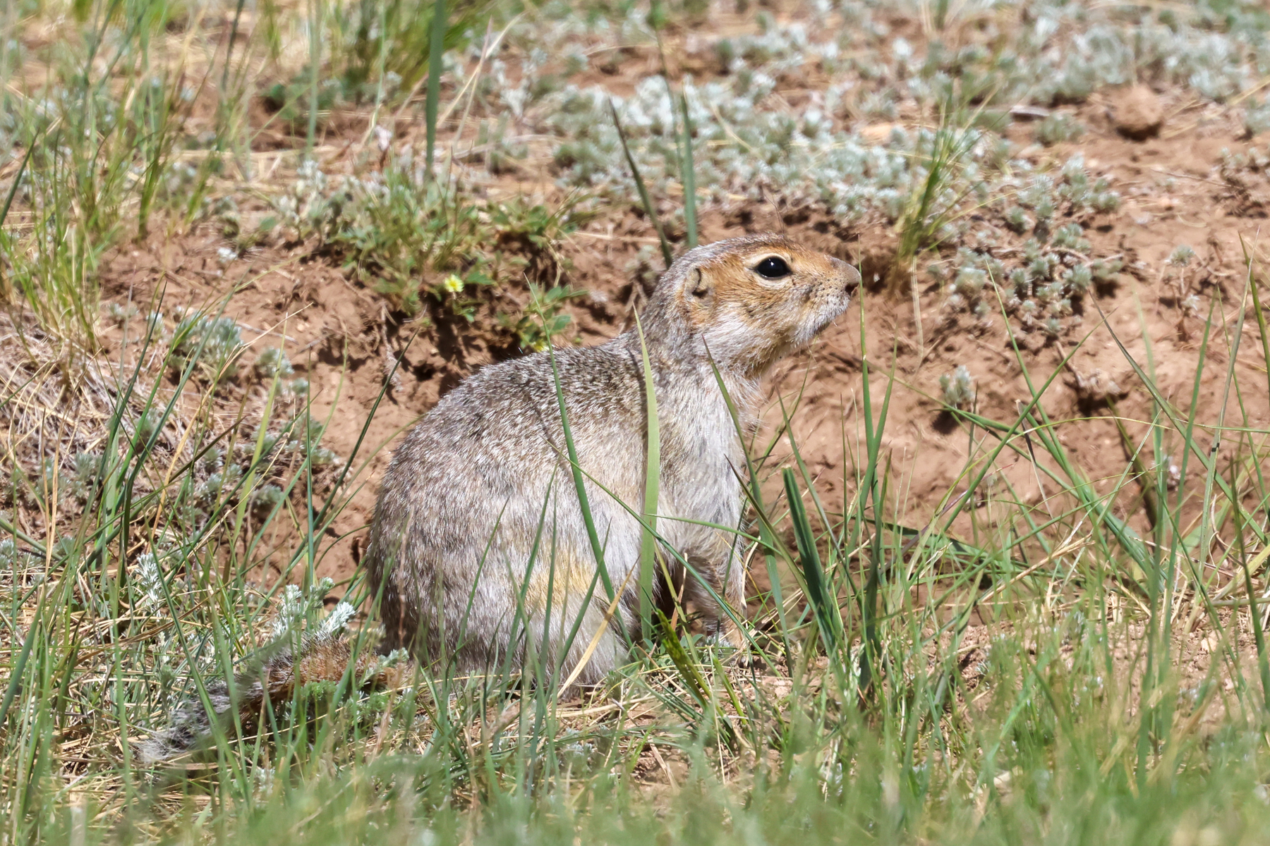 Long-tailed Ground Squirrel (image by Hannu Jännes)