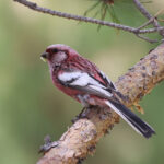Long-tailed Rosefinch (image by Hannu Jännes)