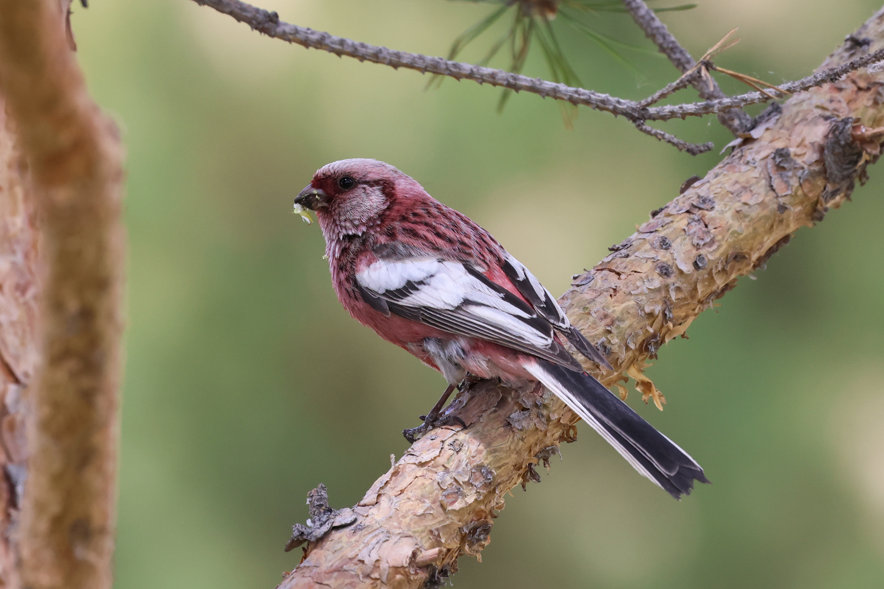 Long-tailed Rosefinch (image by Hannu Jännes)