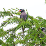 Lord Derby's Parakeets (image by Hannu Jännes)