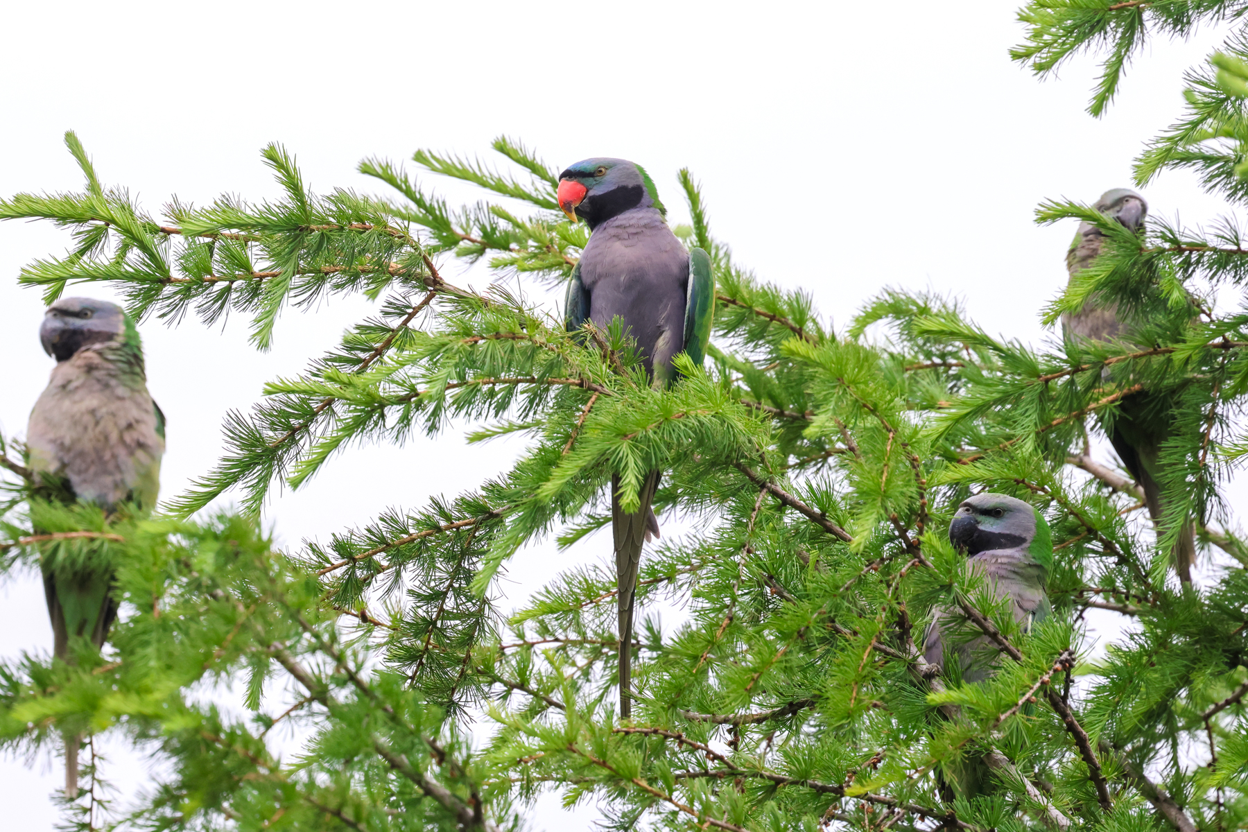 Lord Derby's Parakeets (image by Hannu Jännes)