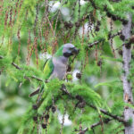 Lord Derby's Parakeet (image by Hannu Jännes)