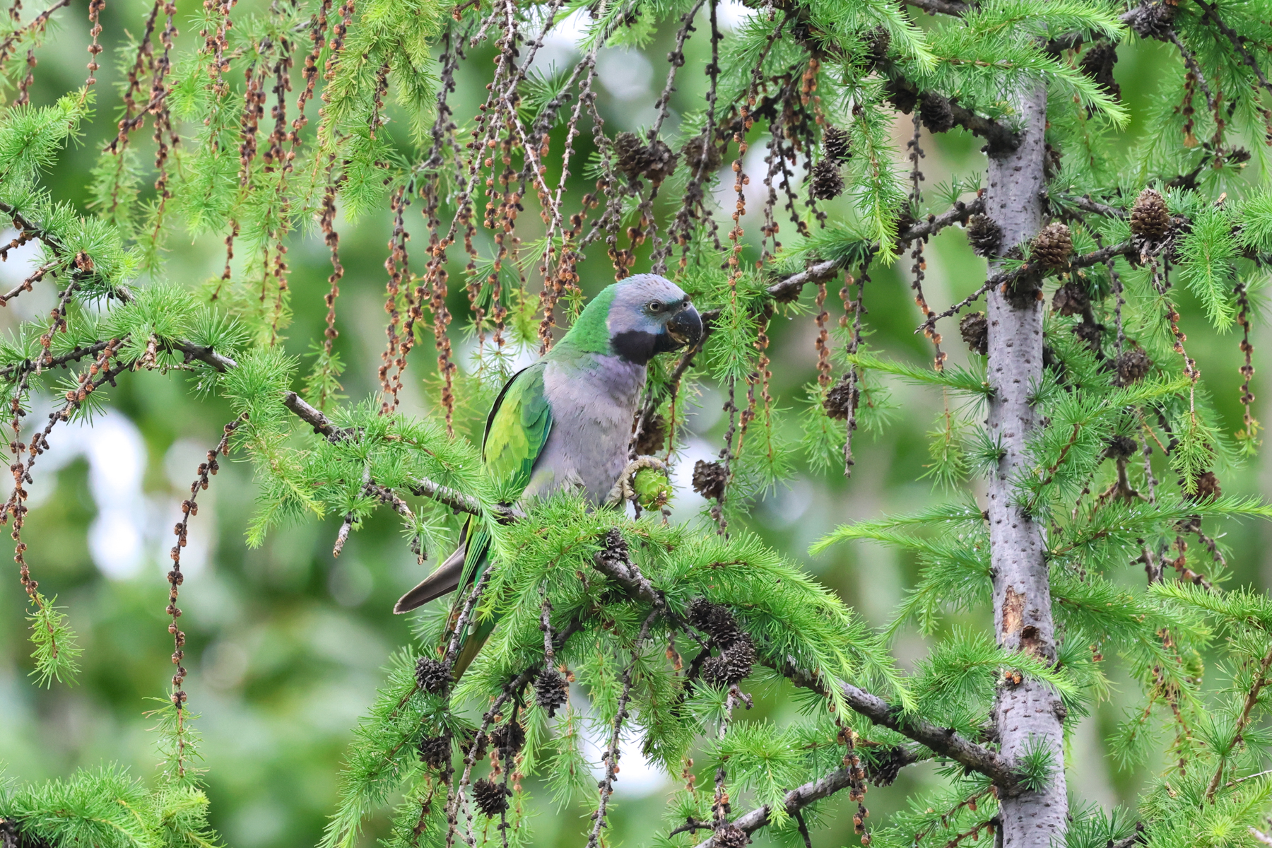 Lord Derby's Parakeet (image by Hannu Jännes)