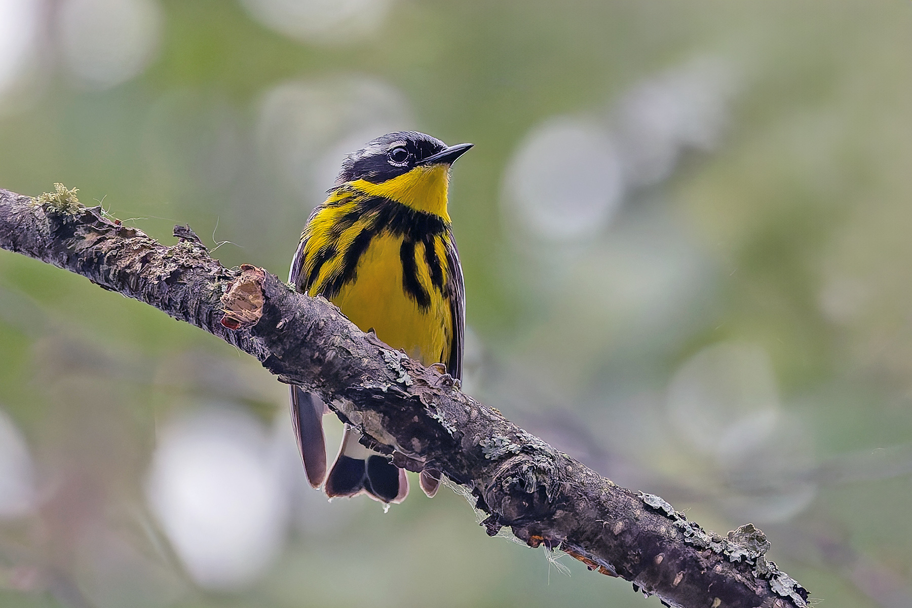 Magnolia Warbler (image by Pete Morris)