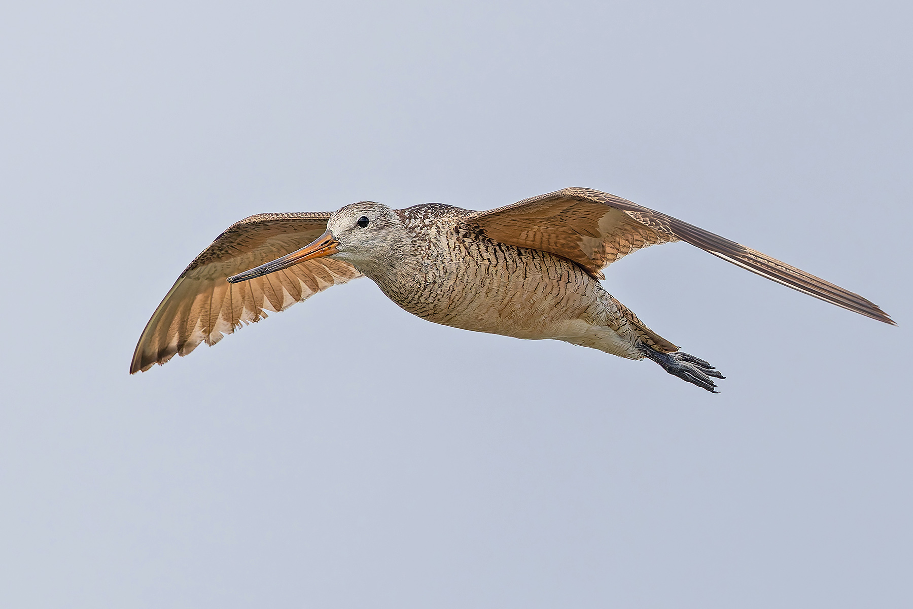 Marbled Godwit (image by Pete Morris)