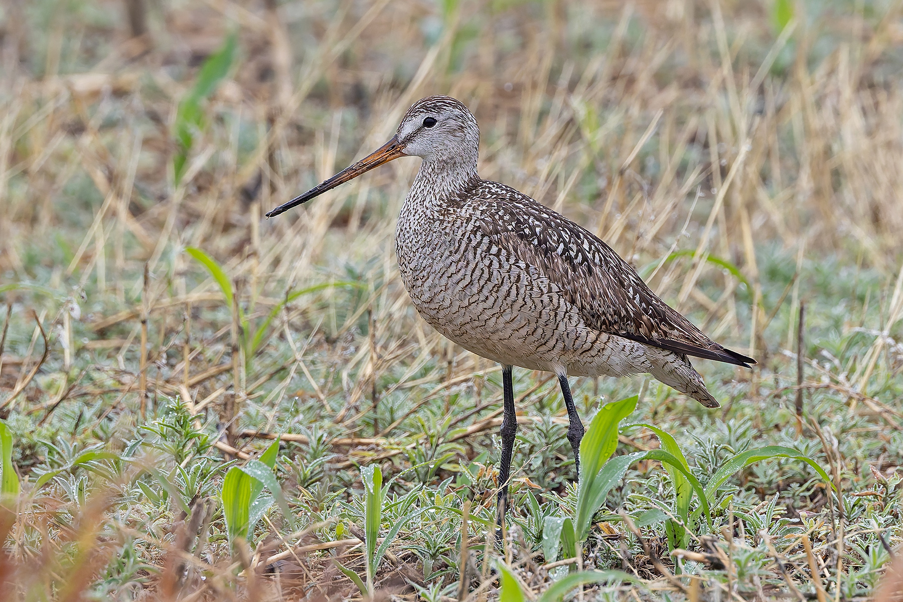 Marbled Godwit (image by Pete Morris)