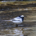 Masked Wagtail (image by Hannu Jännes)